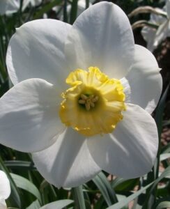 Narcissus Loth Lorien