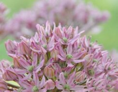 Allium Pink Jewel