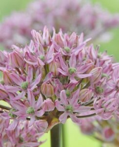 Allium Pink Jewel