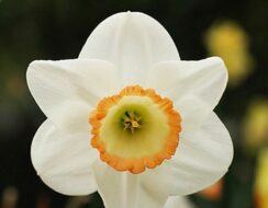 Narcissus Rainbow