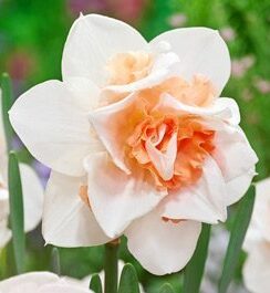 Narcissus Replete