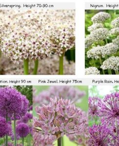 Allium Border Collection