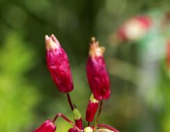 Dichelostemma Ida-Maia