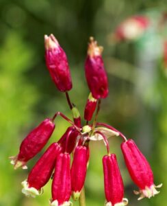 Dichelostemma Ida-Maia