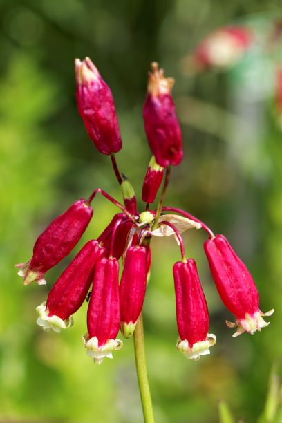 Dichelostemma