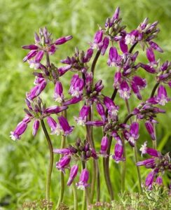 Dichelostemma Pink Diamond