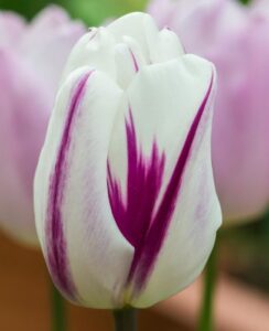 Tulip Flaming Flag