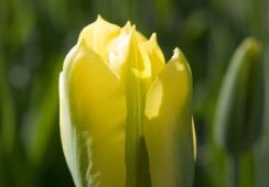Tulip Yellow Spring Green