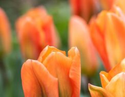 Tulip Orange Emperor