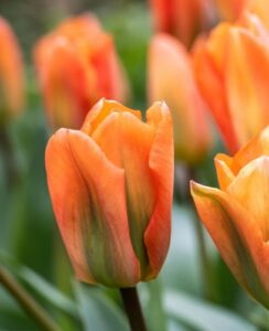 Tulip Orange Emperor