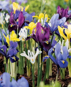 Iris Reticulata Mix