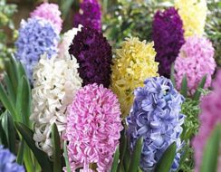 Hyacinth Mix