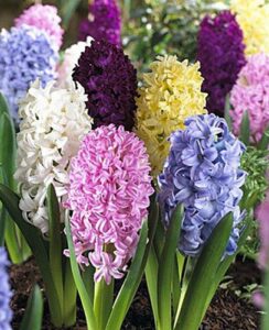 Hyacinth Mix