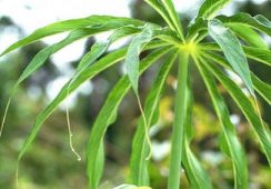 Arisaema Consanguineum