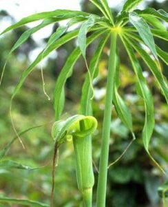 Arisaema Consanguineum
