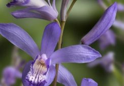 Bletilla Striata Blue