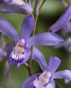 Bletilla Striata Blue