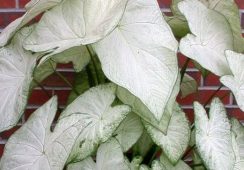 Caladium Garden White