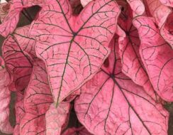 Caladium Spring Fling