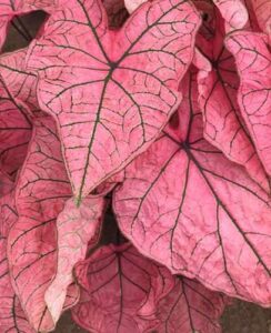 Caladium Spring Fling