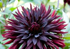 Dahlia Black Jack