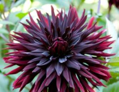 Dahlia Black Jack