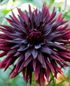 Dahlia Black Jack