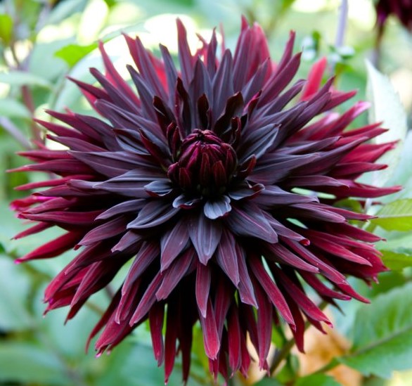 Dahlia Black Jack Dahlia Black Jack
