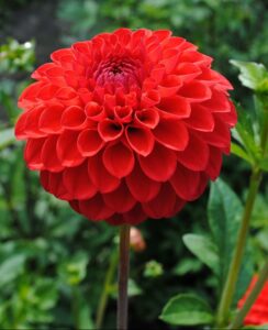 Dahlia Nescio