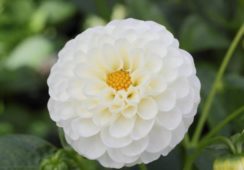 Dahlia Snowflake