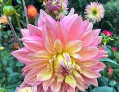 Dahlia Wanda’s Aurora