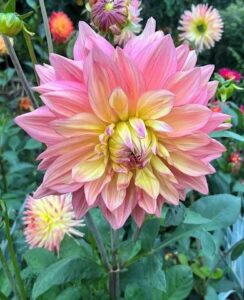 Dahlia Wanda’s Aurora
