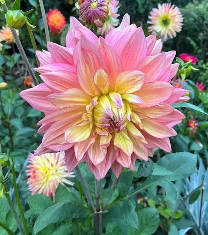 Dahlia Wanda's Aurora