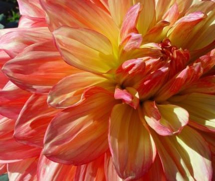 Dahlia Wanda's Aurora