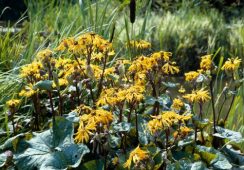 Ligularia Dentata Othello