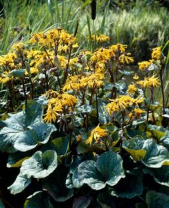 Ligularia dentata Othello