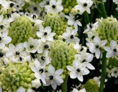 Ornithogalum Saundersiae