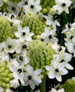 Ornithogalum Saundersiae