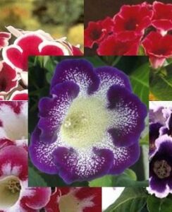 Gloxinia Mix