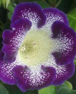 Gloxinia Tigre Blue