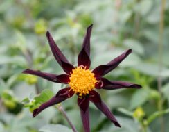 Dahlia Honka Verrone’s Obsidian