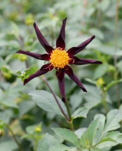 Dahlia Honka Verrone’s Obsidian