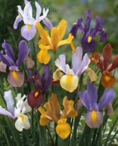 Iris Hollandica Mix