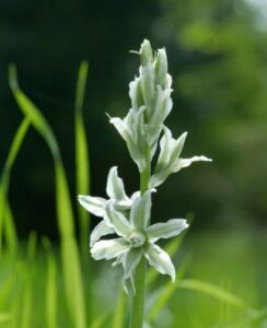 Ornithogalum Nutans