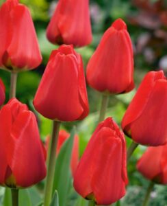 Tulip Apeldoorn