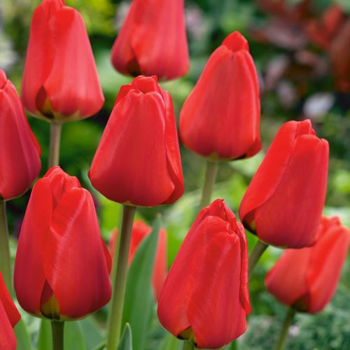 Tulip Apeldoorn Tulip Apeldoorn