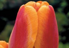 Tulip Apeldoorn’s Elite