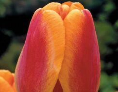 Tulip Apeldoorn’s Elite