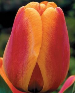 Tulip Apeldoorn’s Elite