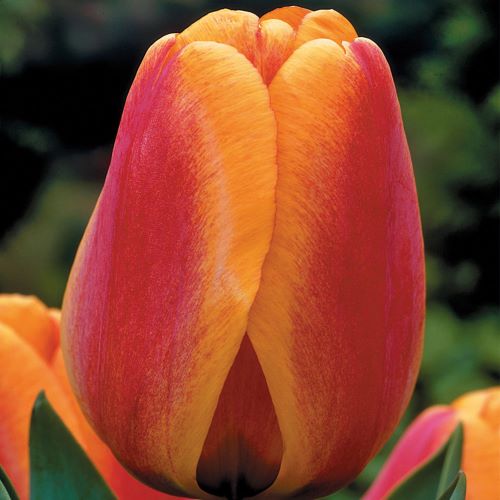 Tulip Apeldoorn's Elite